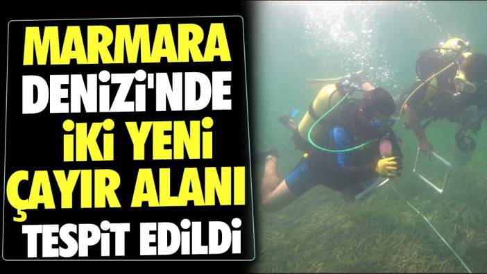 Marmara Denizi'nde iki yeni çayır alanı tespit edildi